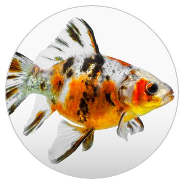 Petsmart 2025 fish sale