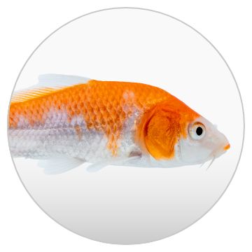 Premium Photo  Beautiful aquarium Toy Fishes of Orange and White