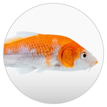 Fish Supplies: Fish Tanks, Aquariums, Bowls, Food & More