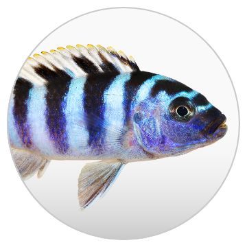 Fish Supplies: Fish Tanks, Aquariums, Bowls, Food & More