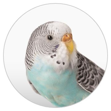 Petsmarts birds 2025