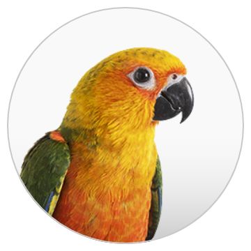 Petsmarts birds 2025