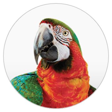 Fancy parakeet hot sale