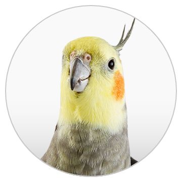 Your Online Bird, - and Pet Special Shop! Your Online Bird