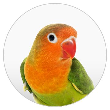 Pet Birds for Sale Finches Parakeets Conures More PetSmart