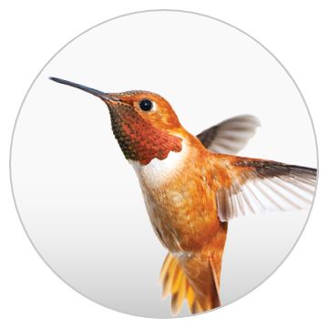 Petsmart bird outlet feeders