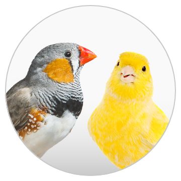 Pet Birds for Sale Finches Parakeets Conures More PetSmart