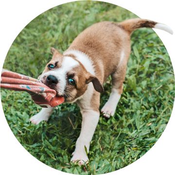 puppy playing tug of war with a blanket