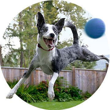 Dog jumping for a blue ball