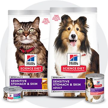 Hill's science diet adult sensitive best sale stomach & skin dry dog food