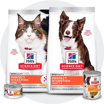 Best dry dog food best sale at petsmart