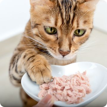 Cat pawing at food dish