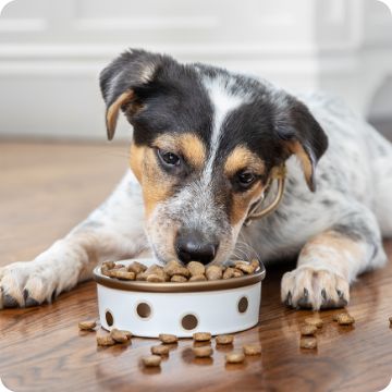 Puppy Supplies Puppy Food Pads Training Supplies More PetSmart