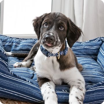 Dog on cozy bed