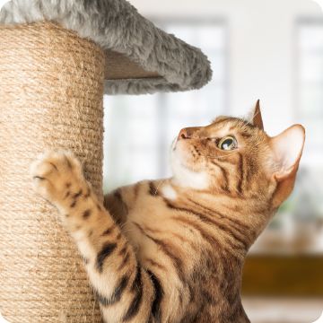 Cat climbing tower