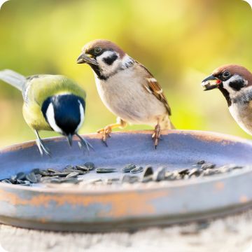 Wild birds eating from outdoor dish