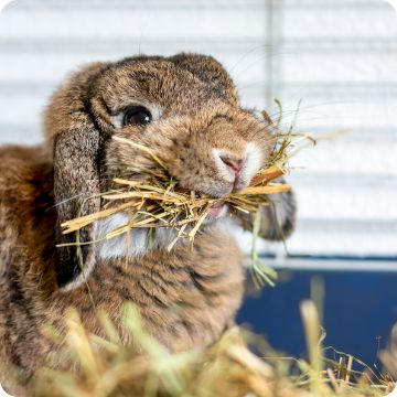 Rabbit eating hay