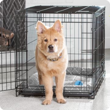 Dog halfway in crate