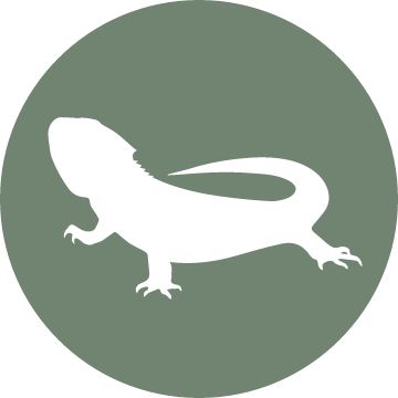 Reptile iconography