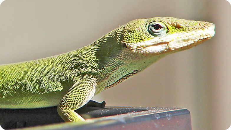 Anole