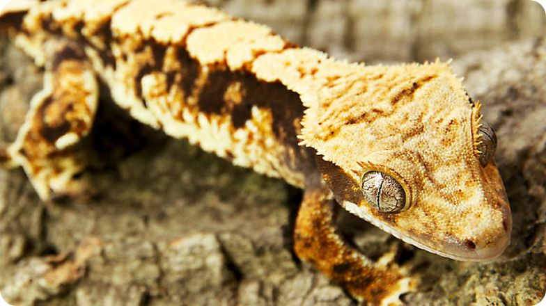 Eyelash Crested Gecko