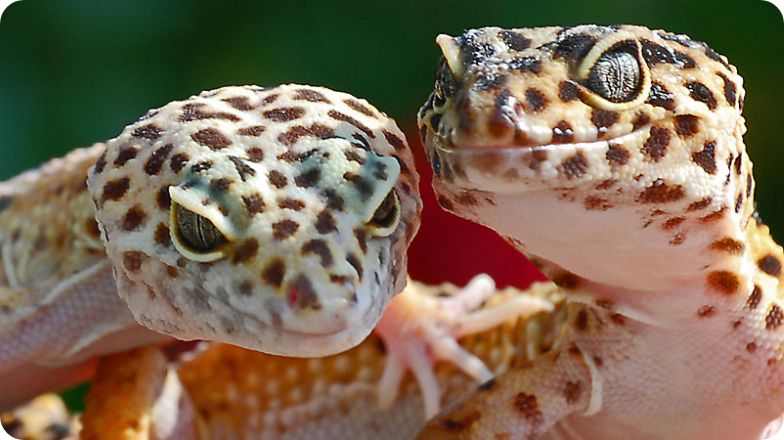 leopard and geckos