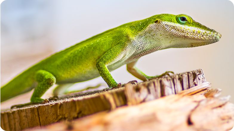 Anole image