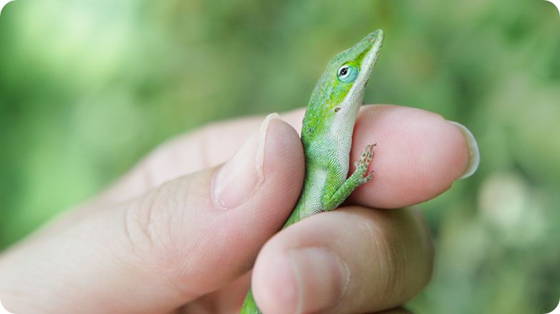 Anole image