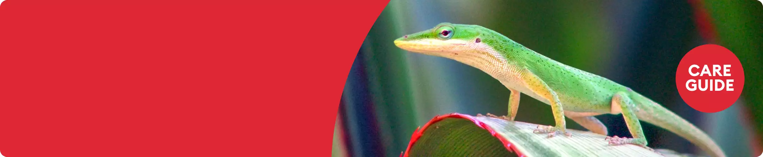Image of anole