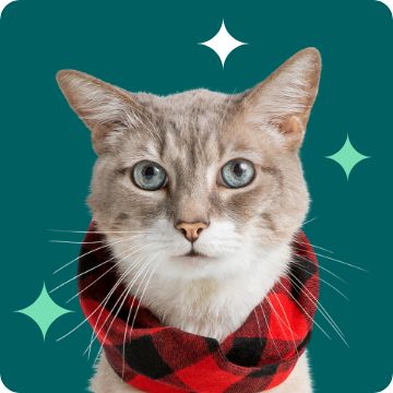 christmas santa cat profile picture