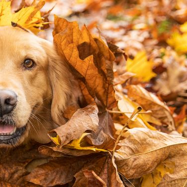 College Pet Gear, College Collars, Chew Toys, Pet Carriers