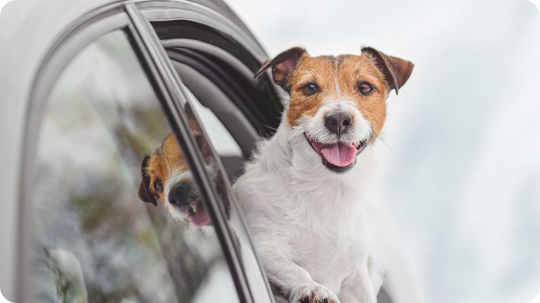 Dog hanging outside a car window