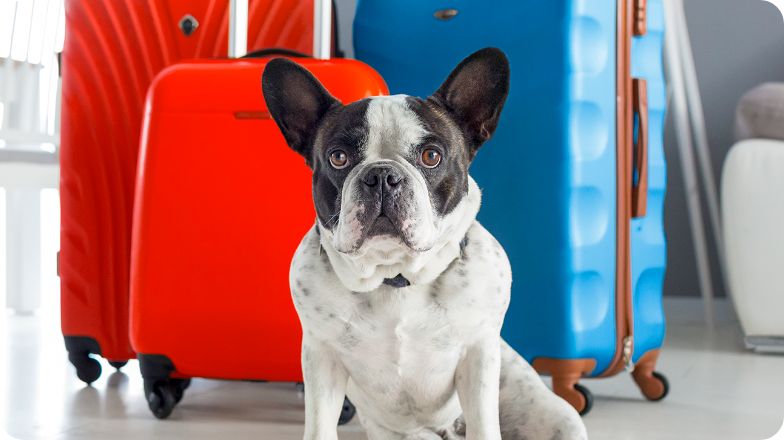 Dog sitting next to three suitcases