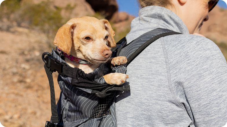 Dog sitting in their pet parent's backpack carrier