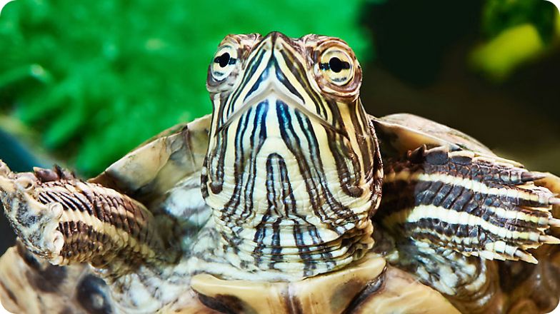 Closeup of turtle