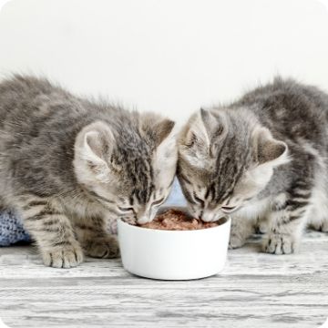 Kitten Supplies Kitten Food Milk Replacers Litter More PetSmart