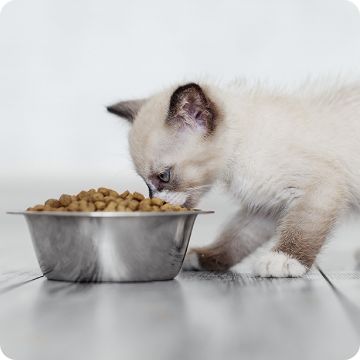 Kitten Supplies Kitten Food Milk Replacers Litter More PetSmart