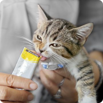 Kitten Supplies Kitten Food Milk Replacers Litter More