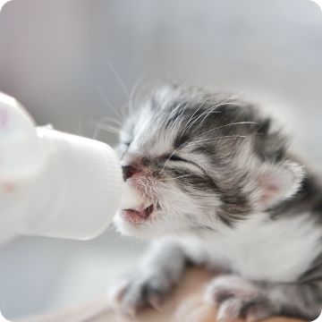 Kitten Supplies Kitten Food Milk Replacers Litter More PetSmart