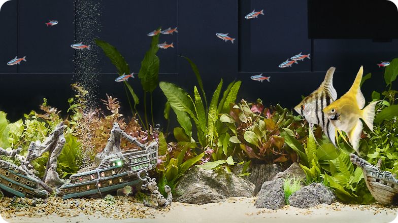 Image of fish swimming in aquarium with pirate ship ornament