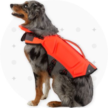 Dog wearing a life jacket