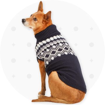 Dog wearing a sweater