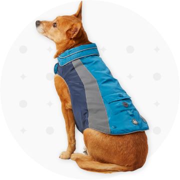 Dog wearing a vest