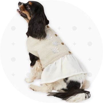 Dog wearing a cream colored dress