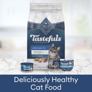 Blue buffalo clearance cat food sale