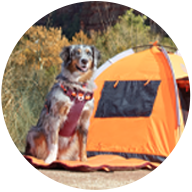 Dog sitting next to tent outside