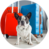Dog sitting in front of suitcases