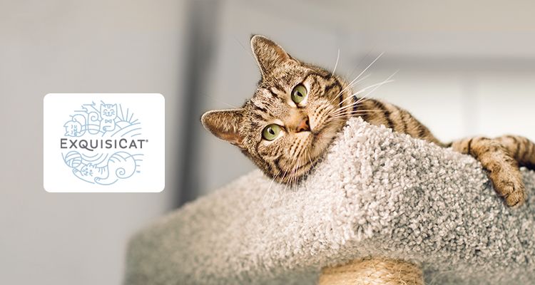 Exquisicat deals cat litter