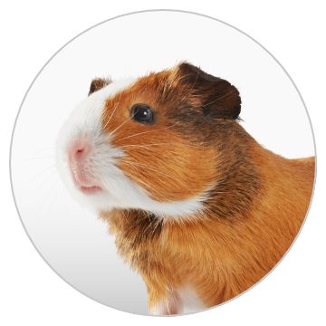 Small pet image