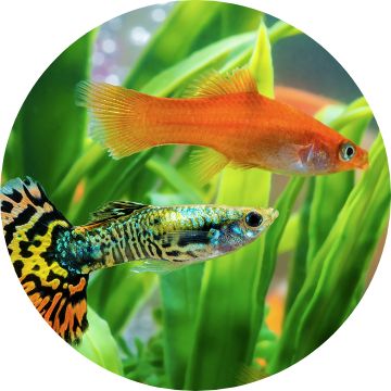 Aquatic Pet, Fish Food, Pet Shop Online